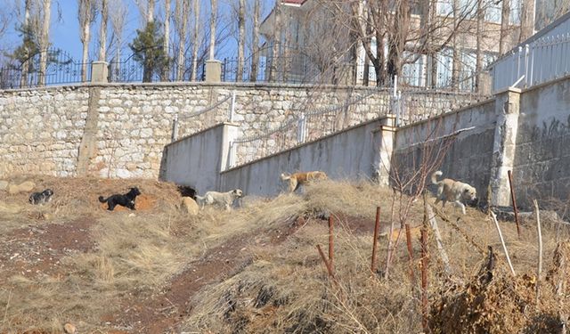 Yüksekova'da köpeklerin saldırısında ölen çocuğun komşuları konuştu