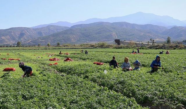 Mevsimlik  tarım işçileri için 25 milyon lira kaynak ayrıldı