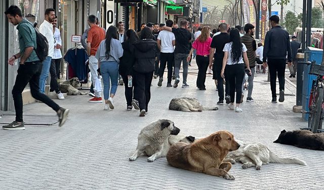 Yüksekovalı vatandaşlar tepkili!