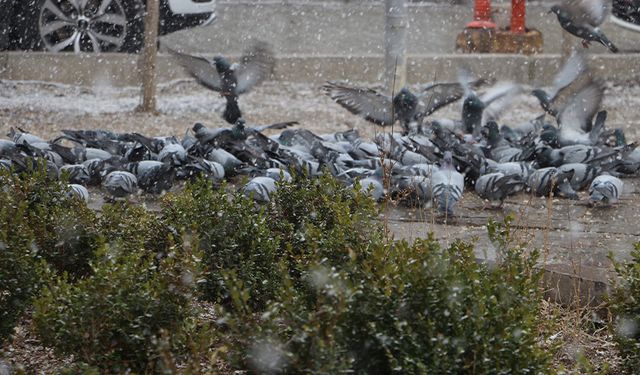 Van'da binlerce güvercin besleyen esnaf