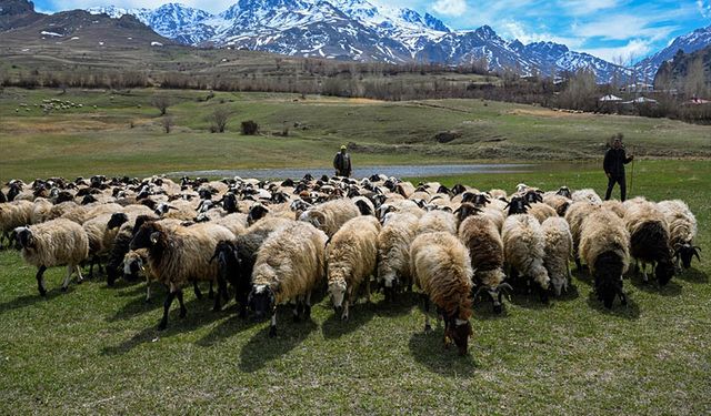 Van'da besiciler koyunlarını meralara saldı