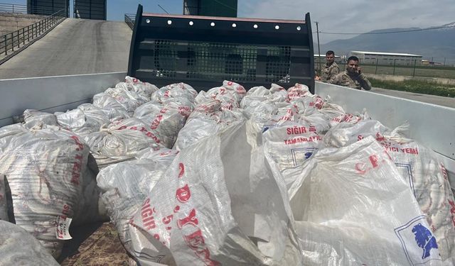 Ağrı'da 2 ton inci kefali yakalandı