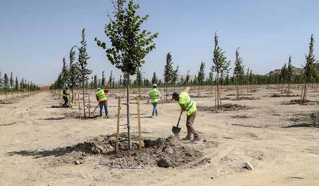 Ihlamur Parkı Van'a renk katacak