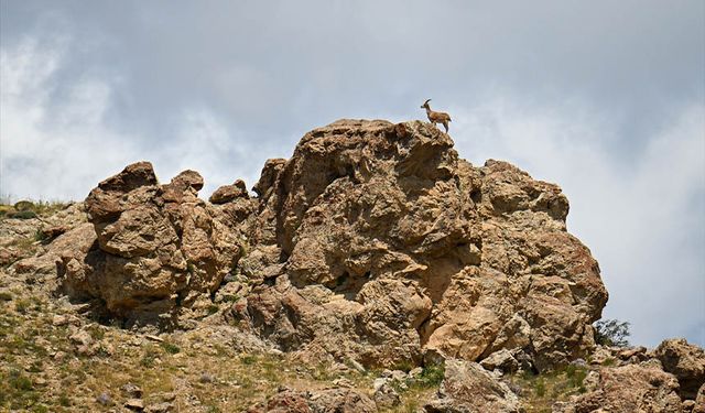 Van'da yaban keçileri jandarma ekiplerinin korumasında