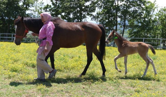 Yaşları küçük, değerleri milyon