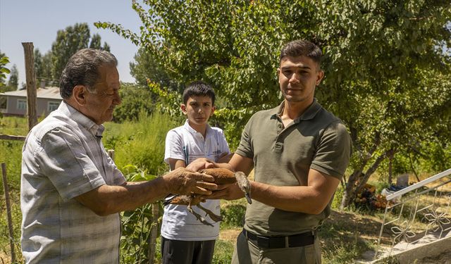 Van'da bitkin halde bulunan angut kuşu tedavi altına alındı