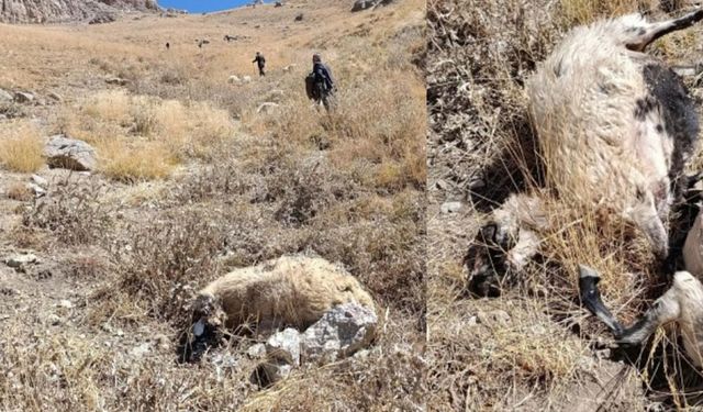 Van'da kurt saldırısı: Onlarca koyun telef oldu