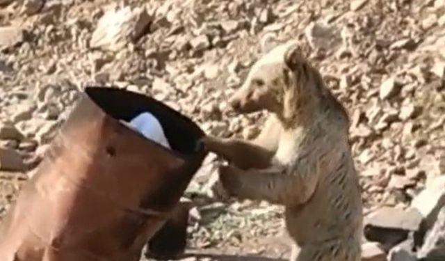 Çukurca’da yiyecek arayan ayı kameraya yansıdı