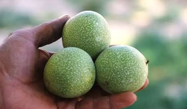 Tescilli Adilcevaz cevizinde hasat başladı: Kilosu 600 TL'ye kadar ulaştı