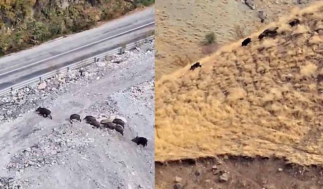 Yüksekova - Van kara yolunda domuz sürüsü görüntülendi