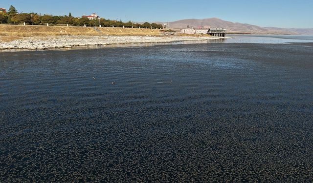 Van Gölü’nün geleceği tehlike altında! Gölün yüzeyi yosunlarla kaplandı