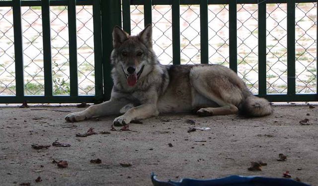 Uzmanından alıkonulan yaban hayvanlarıyla ilgili uyarı