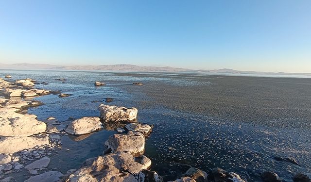 Van Gölü kıyısında yosun tabakası oluştu