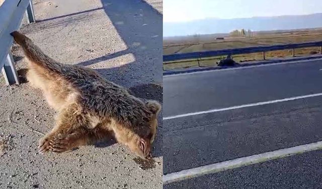 Van'da aracın çarptığı ayı telef oldu