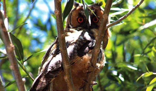 Özalp’te kulaklı orman baykuşu görüntülendi