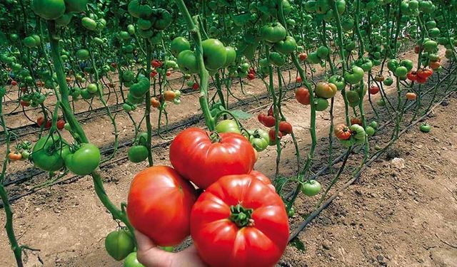 Van'da "Domates Yetiştiriciliği" projesi için ön başvurular başladı