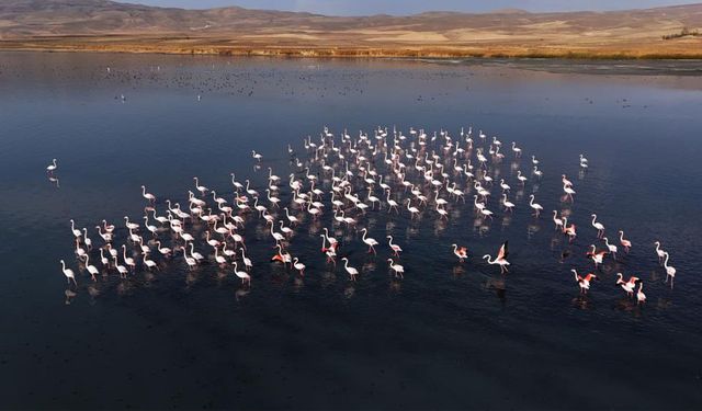 Flamingolar, Erçek Gölü’ndeki konaklama süresini uzattı