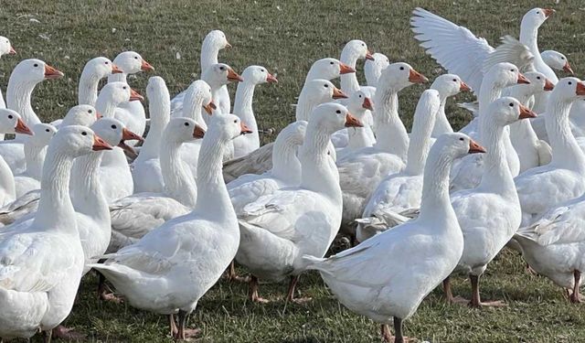 'Kar yiyen kazlar' kesime hazır