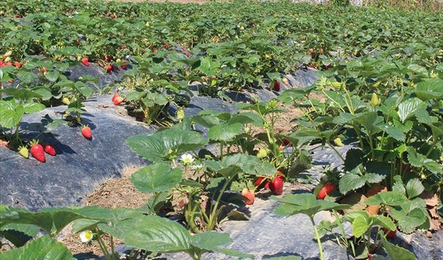 Organik tarım üretimi 1,3 milyon tonu aştı