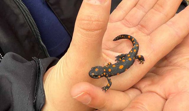 Van’da nadir rastlanan benekli semender görüldü