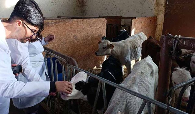 Van'da öğrenciler sertifikalı sığır yetiştiriciliği eğitimine katıldı