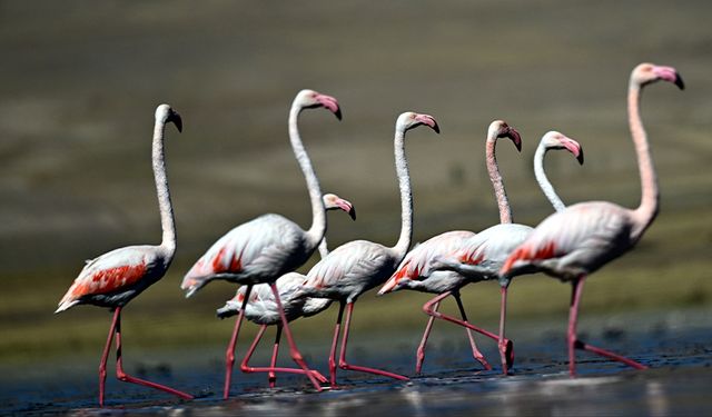 Flamingolar Van Gölü Havzası'ndan kışın da ayrılmadı