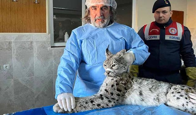 Van’da yaban hayvanları risk altında!