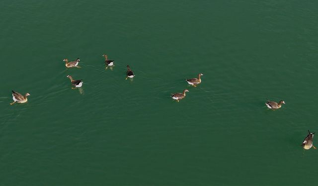 Erçek Gölü yaban kazlarına ev sahipliği yapıyor