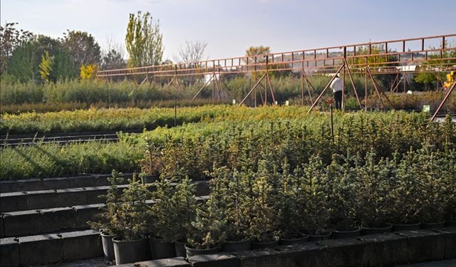 Milli Ağaçlandırma Günü için hedef 15 milyon fidan