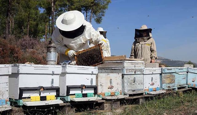 Arıcılara mesleki standart geliyor