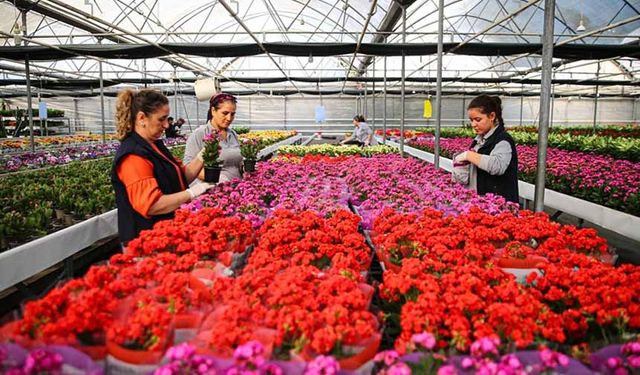Yılbaşı öncesinde çiçekçilerde hareketlilik yaşanıyor
