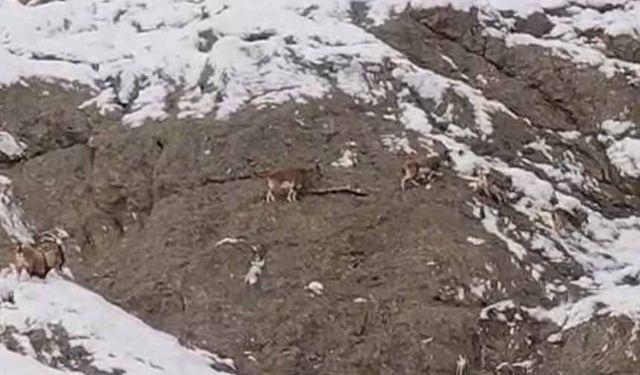 Van-Yüksekova kara yolunda dağ keçileri görüntülendi