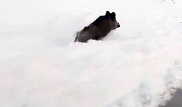 Yüksekova’nın farklı noktalarında domuz sürüleri görüntülendi