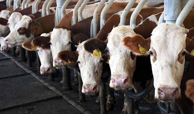 Toplanan inek sütü miktarı ekimde 895 bin 834 ton oldu