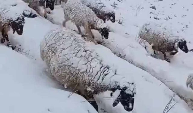 Koyun sürüsünün kar altında zorlu yolculuğu