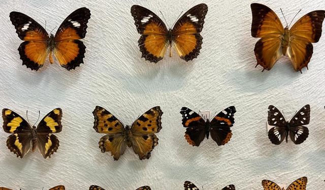 Binlercesi Van'da kayıt altına alınıyor!