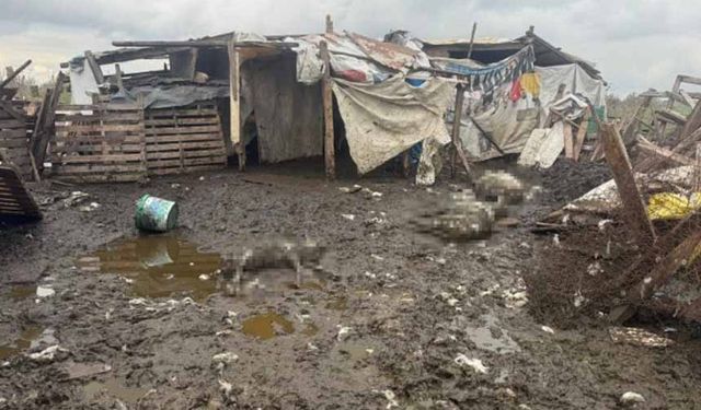 Başıboş köpekler koyun sürüsüne saldırdı!