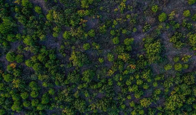 Türkiye dünyada ormanlık alanını en fazla artıran ülkeler arasında