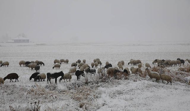 Van'da merada koyun otlatan çobanlar zor anlar yaşadı