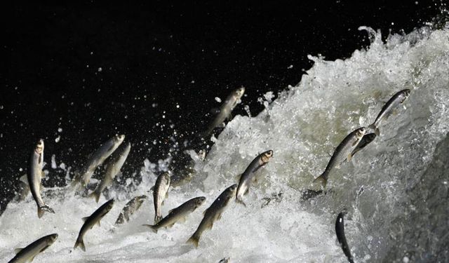 Prof. Dr. Alaeddinoğlu: "İnci kefalinin nesli ciddi tehdit altında"