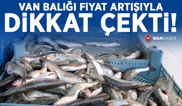 Van Balığı fiyat artışıyla dikkat çekti!