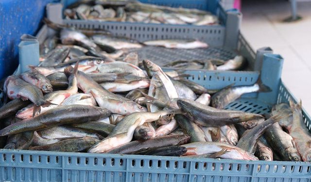 Van Balığı fiyat artışıyla dikkat çekti!