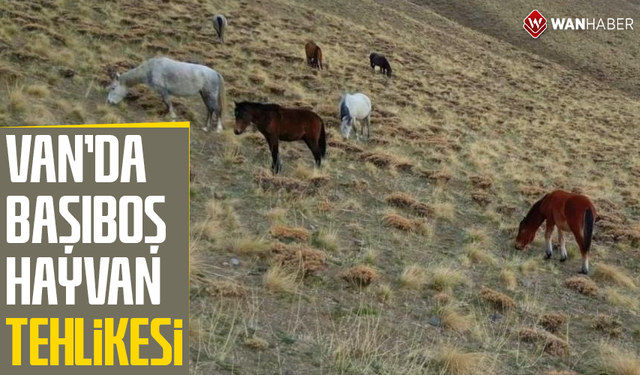 Van'da başıboş hayvan tehlikesi
