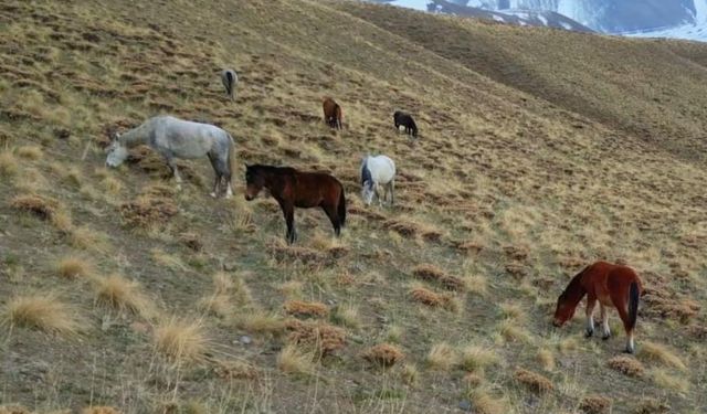 Van'da başıboş hayvan tehlikesi
