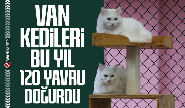Van kedileri bu yıl 120 yavru doğurdu