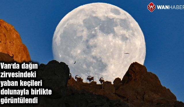 Van'da dağın zirvesindeki yaban keçileri dolunayla birlikte görüntülendi