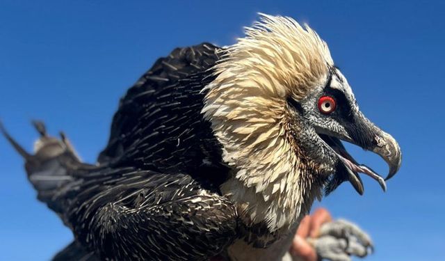 Van'da tedavi edilen yırtıcı kuşlar doğal yaşam alanına salınıyor