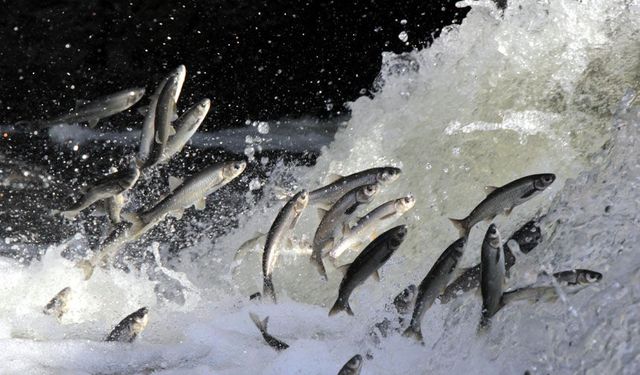 İnci kefali kaderine terk edilemez! Su miktarındaki azalma balık göçünü zorlaştırıyor