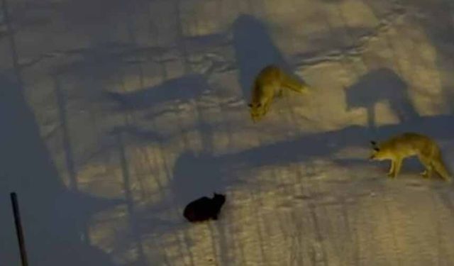 Hakkari’de tilkilerle kedinin yiyecek kapma mücadelesi