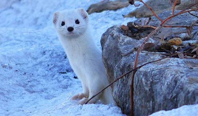 Van Gölü sahilinde dikkat çeken görüntü!